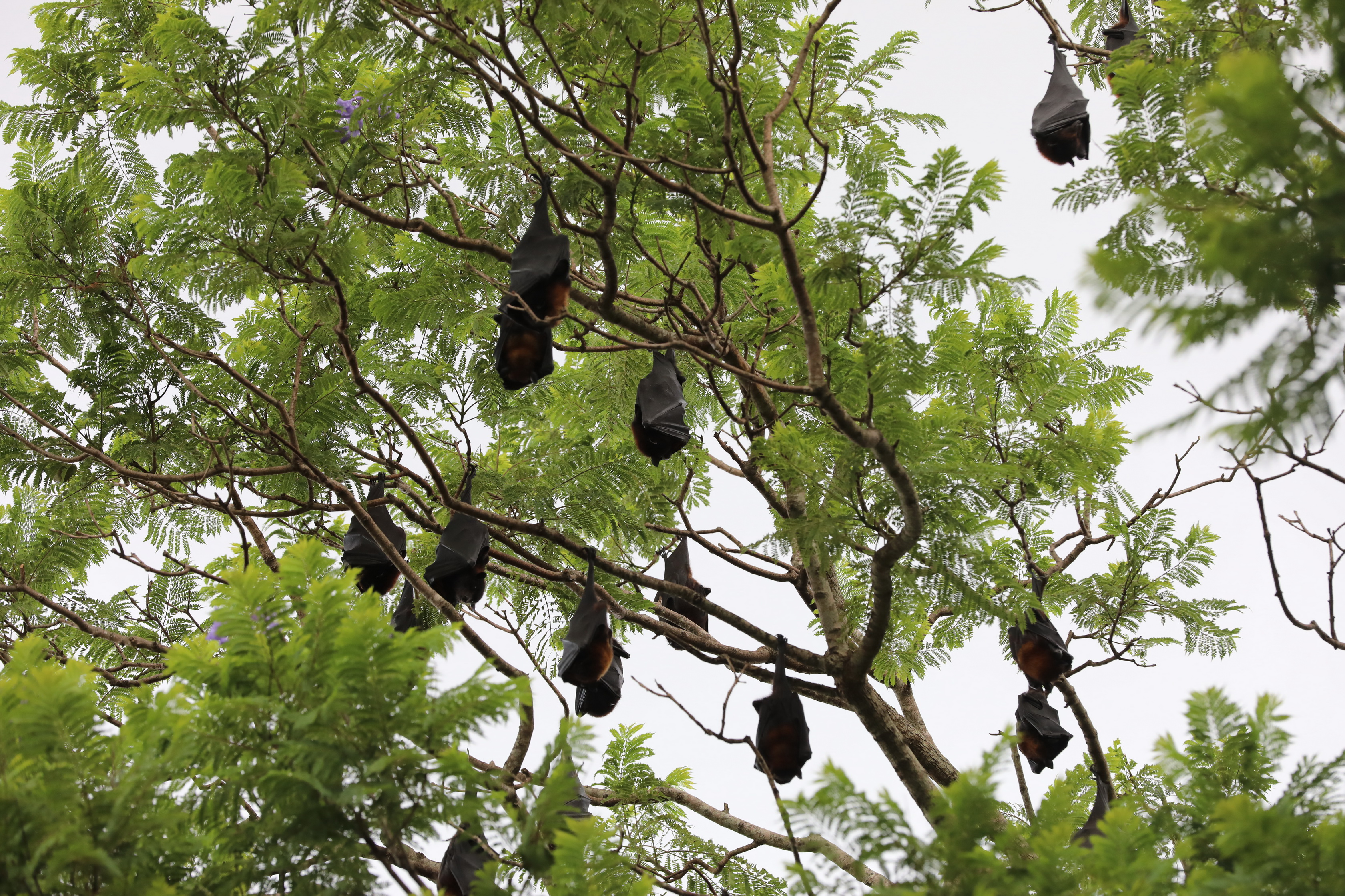 Flying-foxes / Fruit Bats